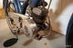 Moped Monark 1954 (Monarpeden) 