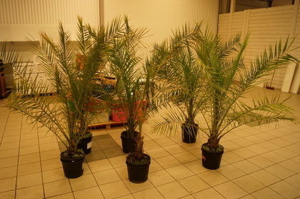 6st palmträd