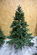 Julgran Classic Pine Tree, höjd 240 cm