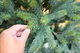 Julgran Classic Pine Tree, höjd 240 cm