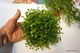 Azura halvboll och Asparagus mini, ca 810st