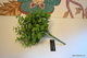 Eucalyptus buske, ca 264st