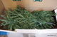 Julgran Natural Pine Green, höjd 260 cm, med belysning