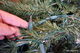 Julgran Natural Pine Green, höjd 260 cm, med belysning