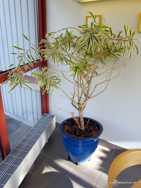 Krukvaxt Selin 26cm Leverans