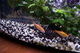 Akvarium 40L