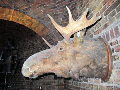 Älg på vägg