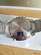 Herrklocka Casio Edifice