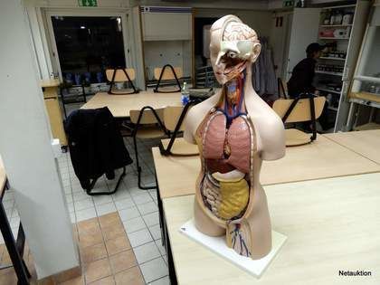 Anatomidocka, 3B