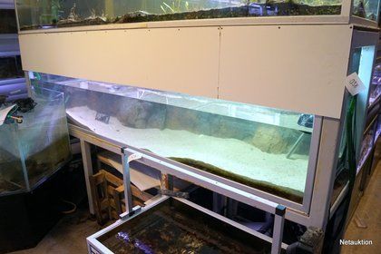 Stort akvarium, 1000L