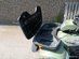Polaris Sportsman 6x6 -07 (BLN953)