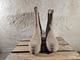Mockaboots, Mjus, stl 36