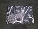 Catzy, 60x90
