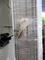 Glasad dörr, PVC, 780x2220