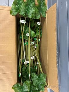 Plastblommor, 138st