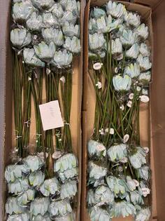 Plastblommor, 148st