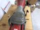 Mini bike, Bernardi Mozzi Motor