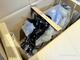 Enduro Mc, Kinroad Xt125 6Y (XLB683) -07