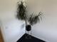 Kruka + växt